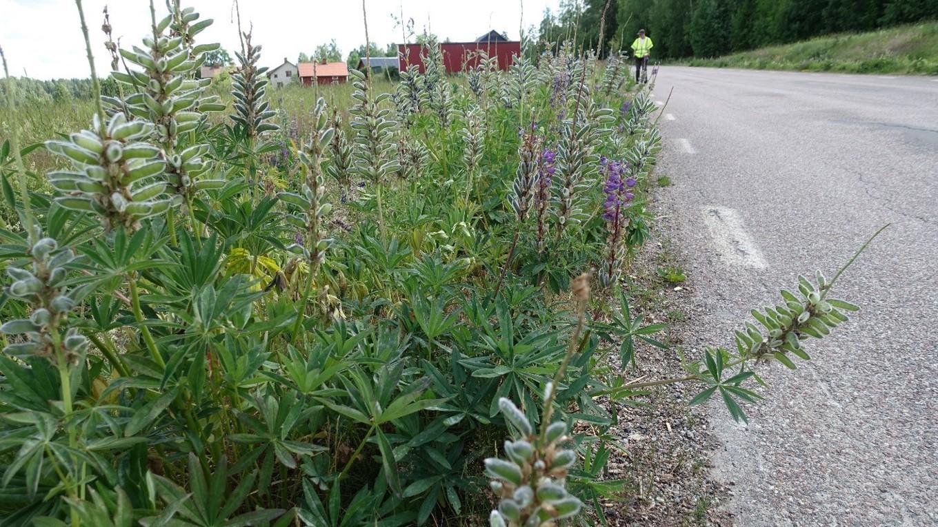 Överblommade lupiner. Blommorna ska slås innan de sprider sina frön och tas bort för att inte göra marken för näringsrik för de klassiska svenska ängsblommorna. Foto: Trafikverket