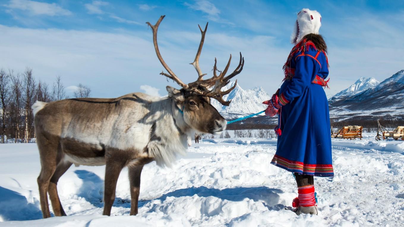 Den traditionella renskötseln i norr Norge hotas nu av massiv vindkraftsutbyggnad, detta för att inte använda norsk fossilgas i Norge. Foto: Shutterstock