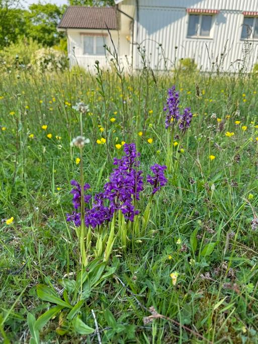 Det är viktigt att odla en personlig relation till naturen. Att låta de vilda blommorna ta över delar av gräsmattan kan vara ett sätt. Foto: Anton Nilsson
