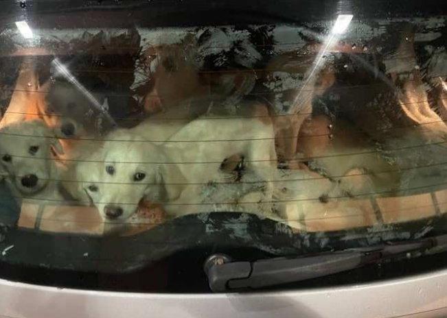 De tio små golden retrievervalparna var slöa, uttorkade och stressade. Under den långa resan från Ungern till Sverige hade de förvarats trångt och varm i bagageutrymmet på en bil. Arkivbild från 2021. Foto: Polisen