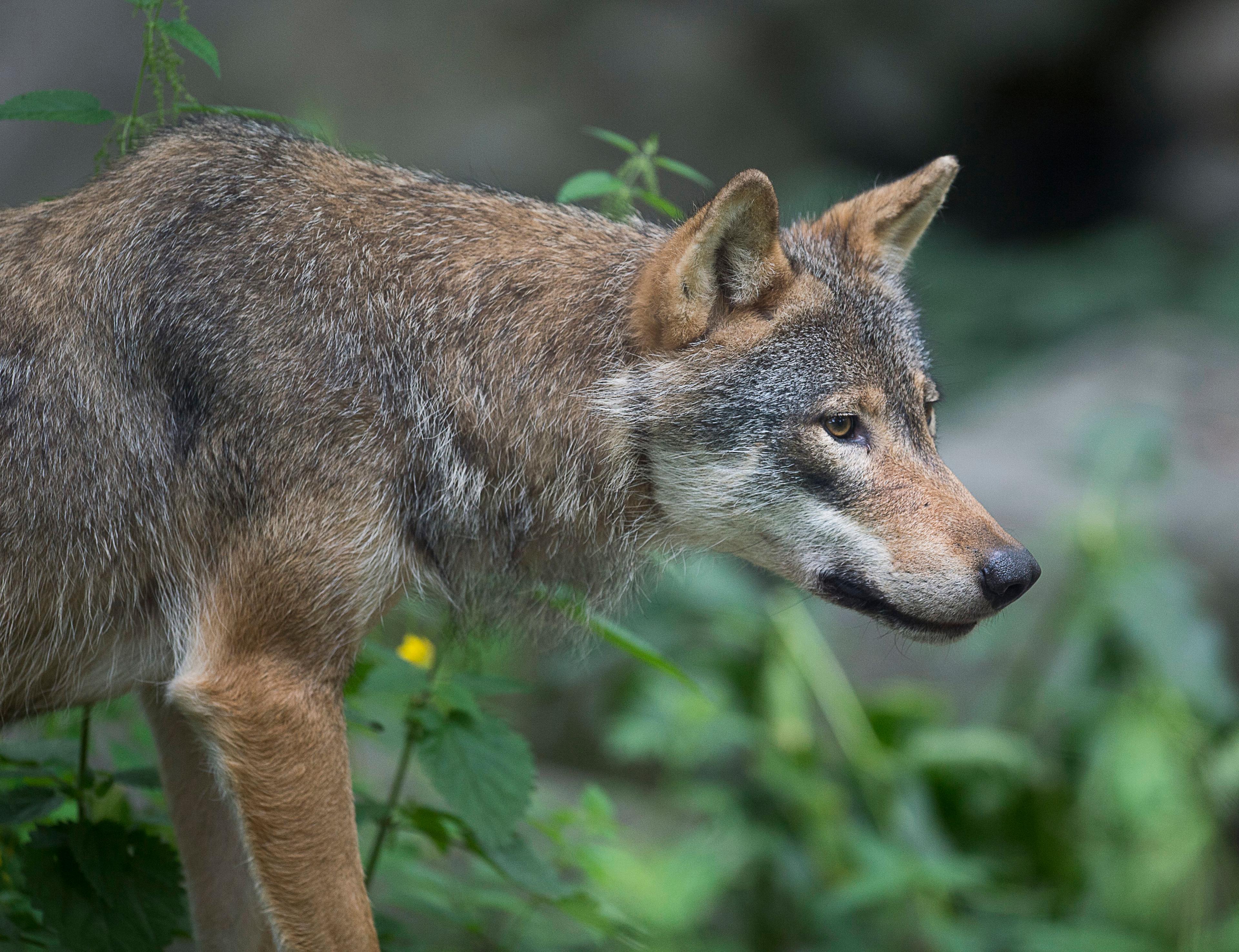 En vandringsvarg från Söderåsen i Skåne ligger bakom två angrepp mot får i Västerviks kommun. Arkivbild. Foto: Jonas Ekströmer/TT