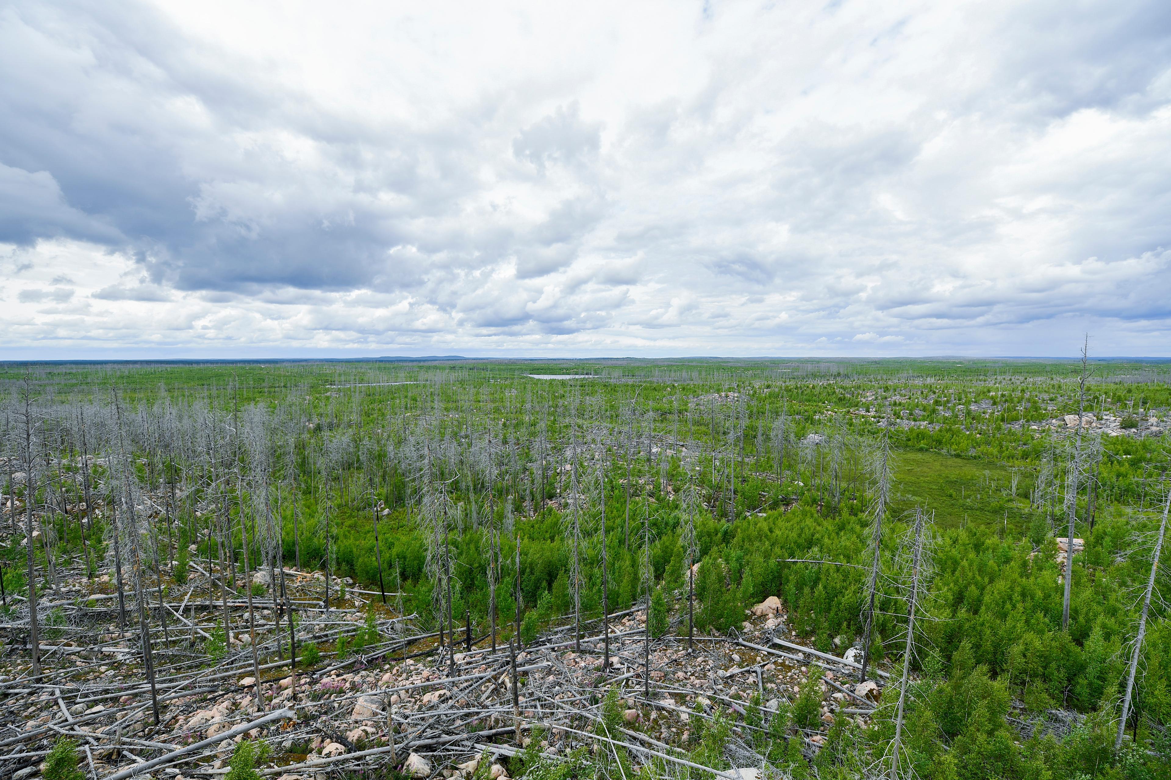 Det stora skogsområde som brann ned i Västmanland 2014 är i dag ett naturreservat – Hälleskogsbrännan. Foto: Oscar Olsson/TT