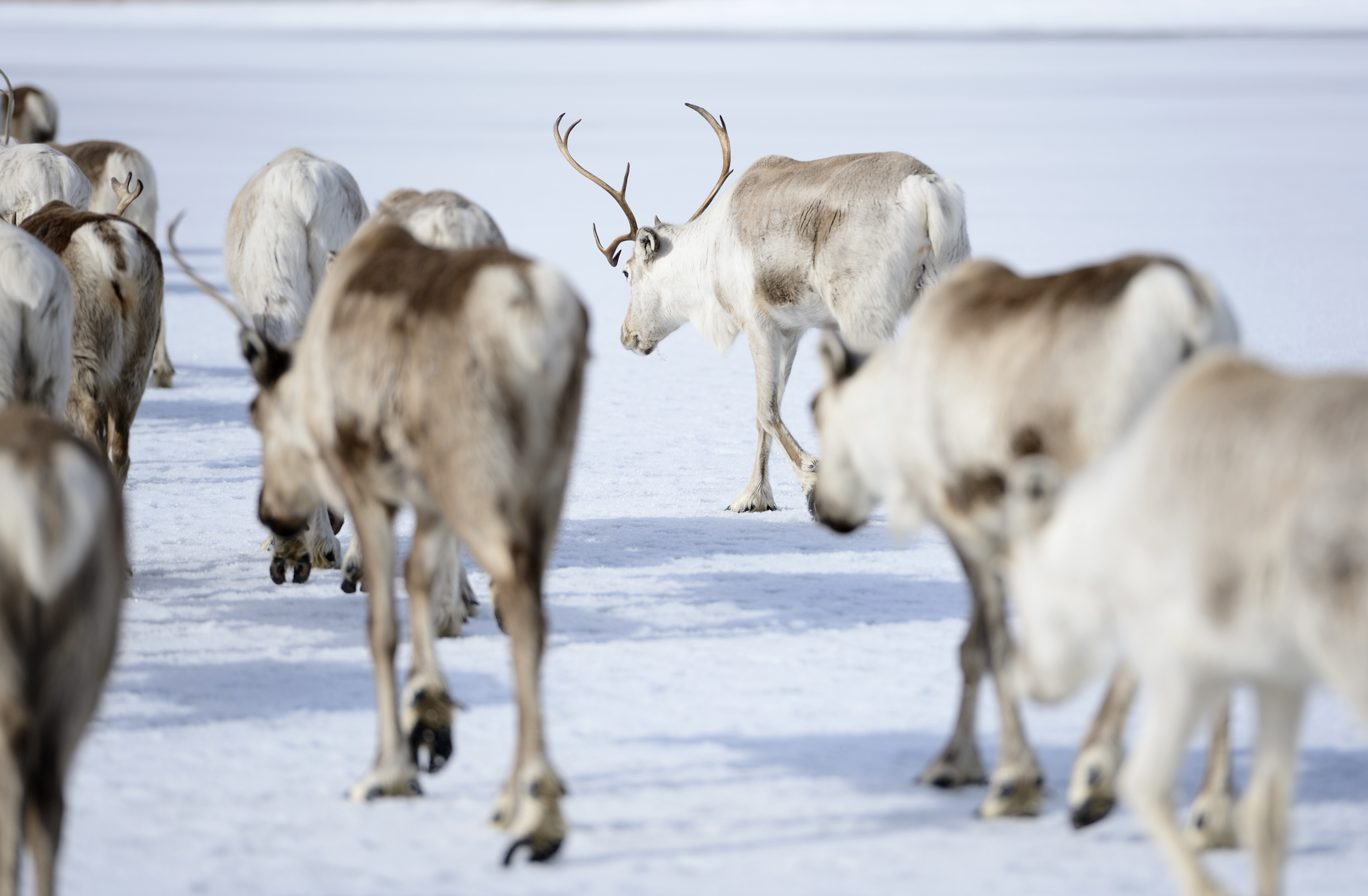 Det blir återigen nej till gruvan i Storuman, med hänvisning till rennäringen. Arkivbild. Foto: Henrik Montgomery/TT