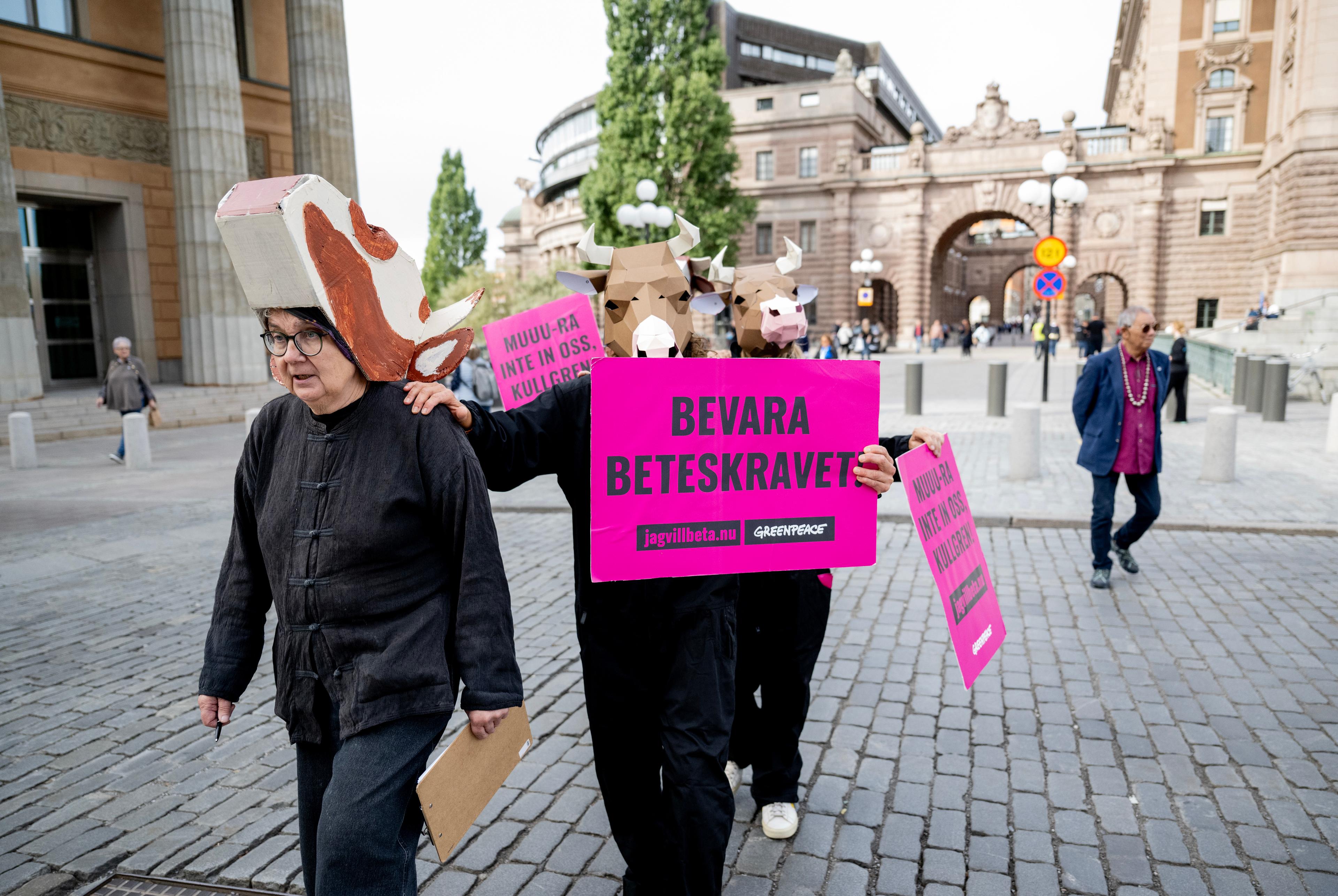 Demonstration utanför Riksdagen för kors rätt till bete utomhus. Foto: Christine Olsson/TT