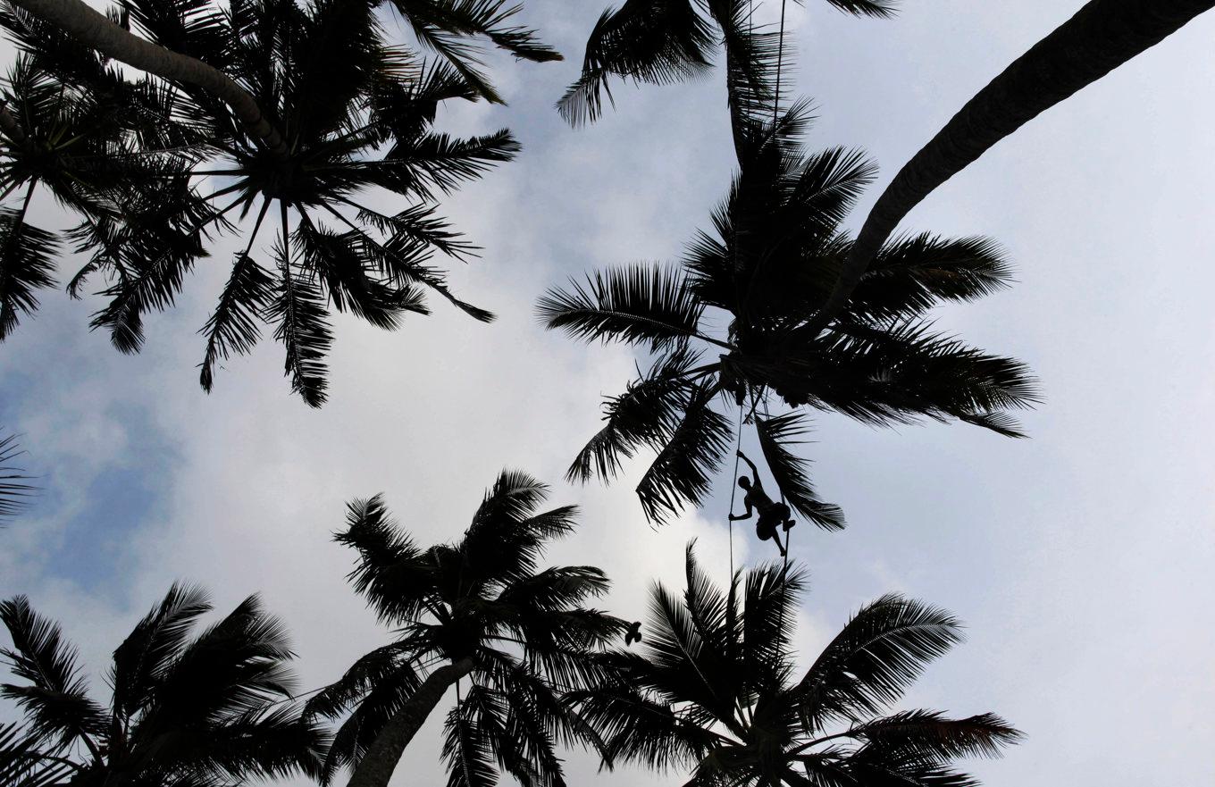 Guadeloupe tar bort några av sina berömda palmer för att hindra erosionen. Arkivbild. Foto: Gemunu Amarasinghe/AP/TT