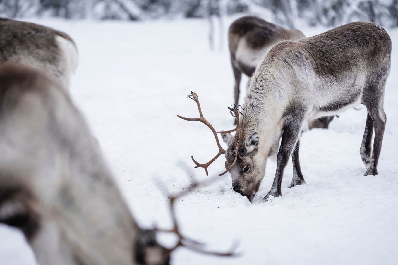 KD-ledaren vill att rennäringens särställning ska utredas. Arkivbild. Foto: Carl-Johan Utsi/TT