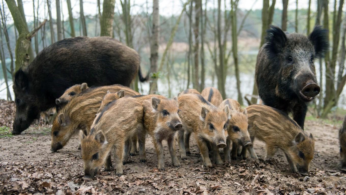 Naturvårdsverket har inte haft kunskap om hur många vildsvin det finns i Sverige. Nu har man en metod för att inventera vildsvinsstammen. Foto: Gregor Fischer/DPA/AFP via Getty Images