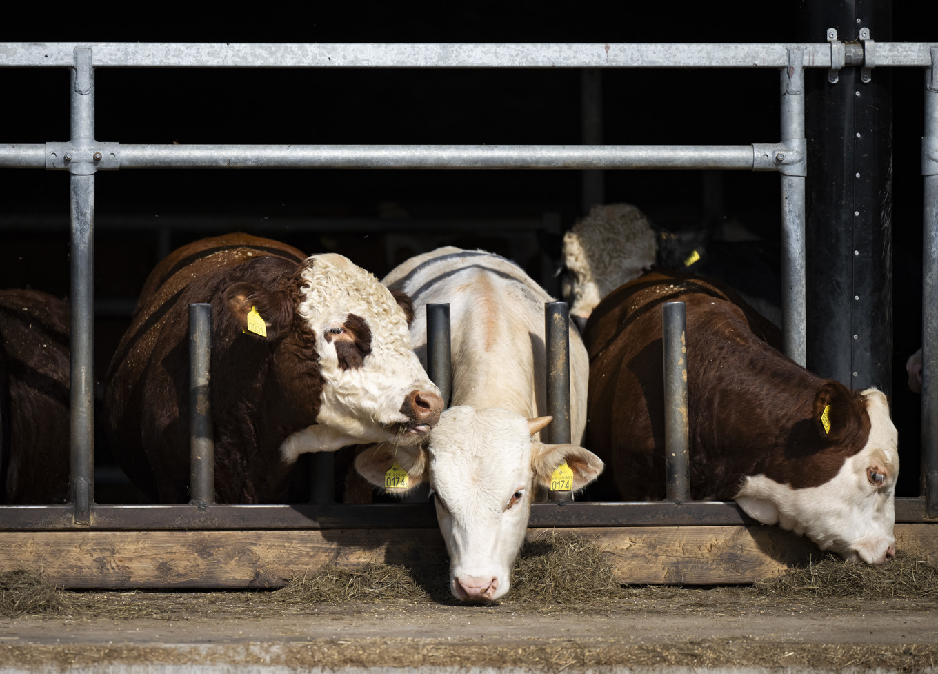 Danska Fødevarestyrelsen uppmanar lantbrukare att inte ge foderstillskottet bovaer om djuren visar sjukdomstecken. Arkivbild. Foto: Pontus Lundahl/TT