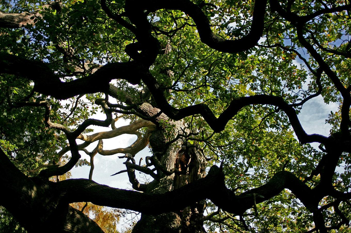 En ståtlig ek i den berömda Sherwoodskogen, där Robin Hood enligt legenden hade sin hemvist. Foto: Simon Dawson/AP/TT