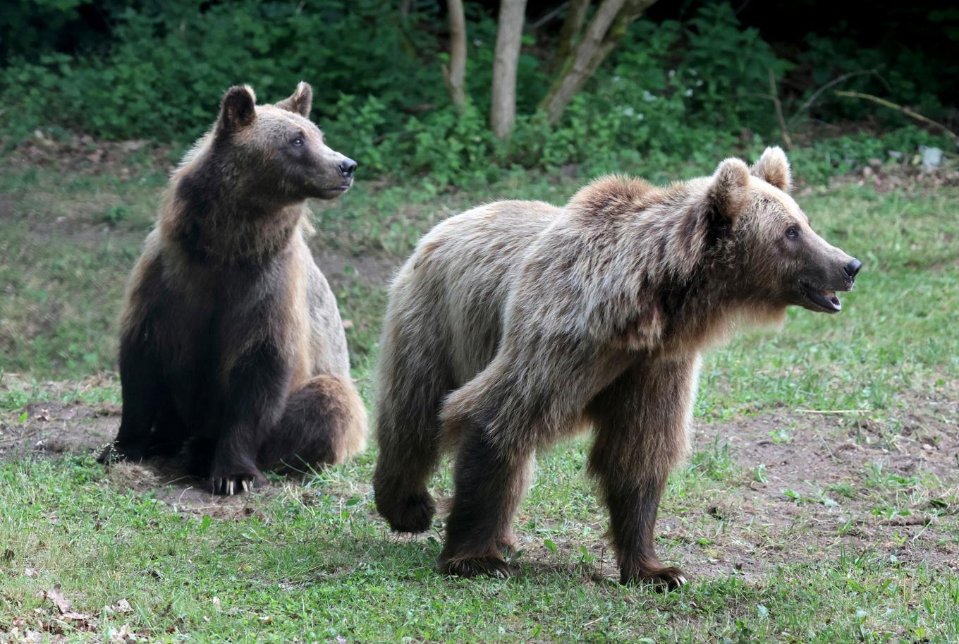 Arkivbild på två brunbjörnar i Tyskland. Foto: Bernd W'stneck/DPA via AP/TT