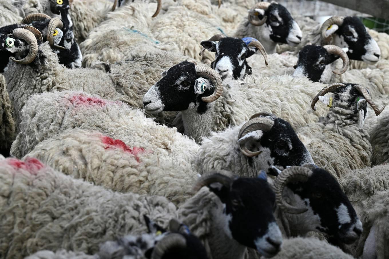 Får i Harrogate i norra England. Fågelinfluensa har tidigare spridit sig till andra boskapsdjur, men detta är det första fallet hos får. Foto: OLI SCARFF/AFP via Getty Images