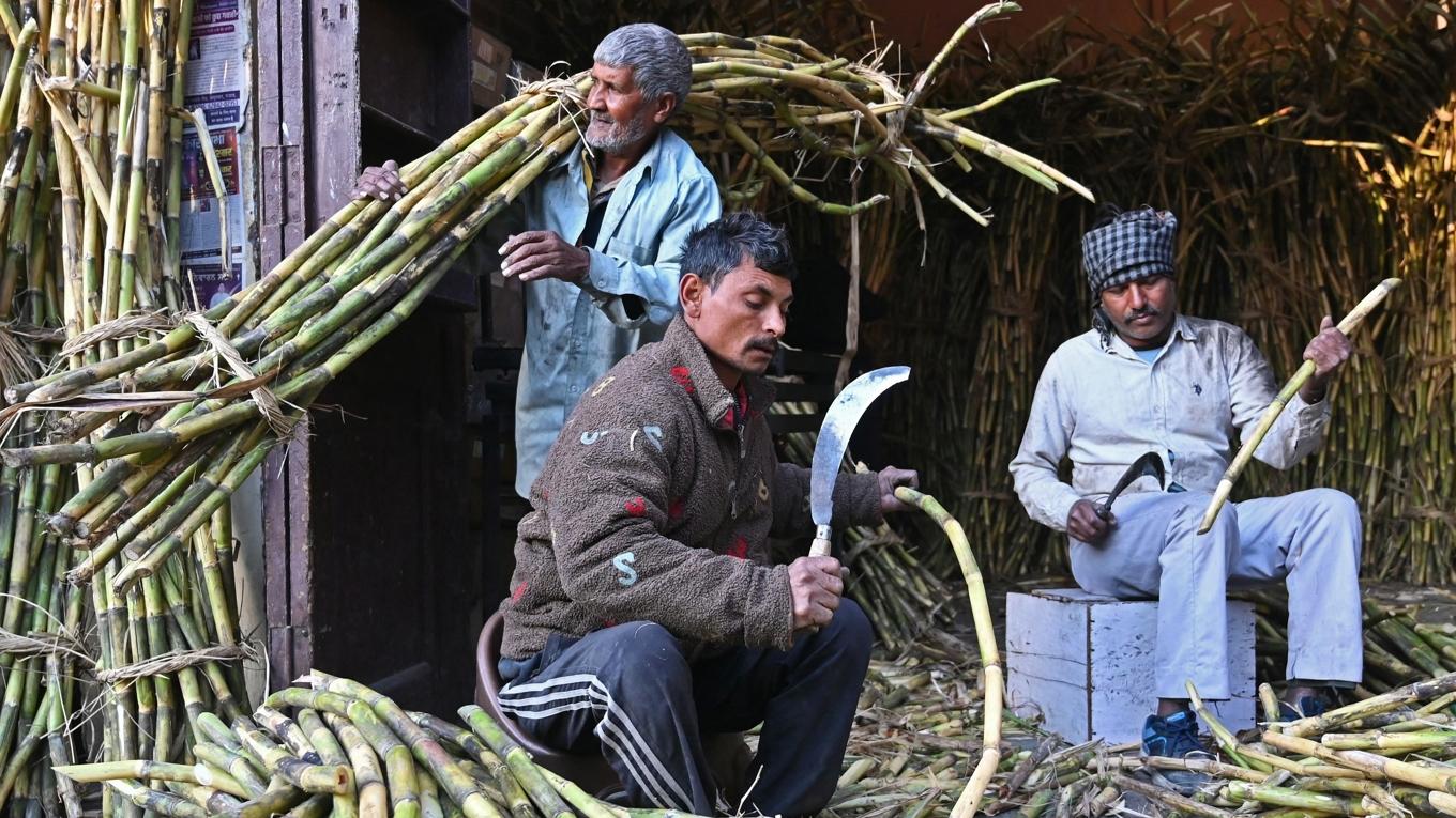 Sockerrörsarbetare i Amritsar, Indien. Etanol som bland annat utvinns ur melass är en viktig del av Indiens förnybara energisatsning. Foto: Narinder Nanu/AFP via Getty Images