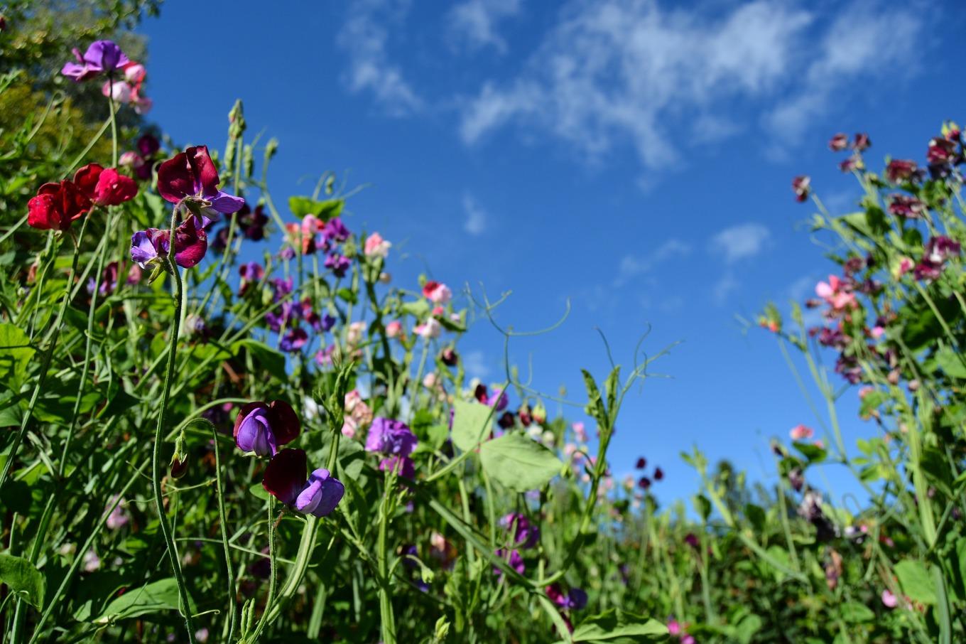 Mängder av blommor, grönska och ljuvliga dofter i Wij Trädgårdars luktärtsutställning. Foto: Eva Sagerfors