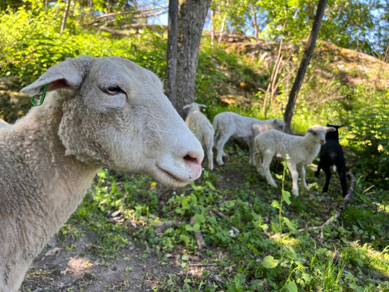 Är vi verkligen en befolkning av fårskallar? Foto: Sofia Drevemo