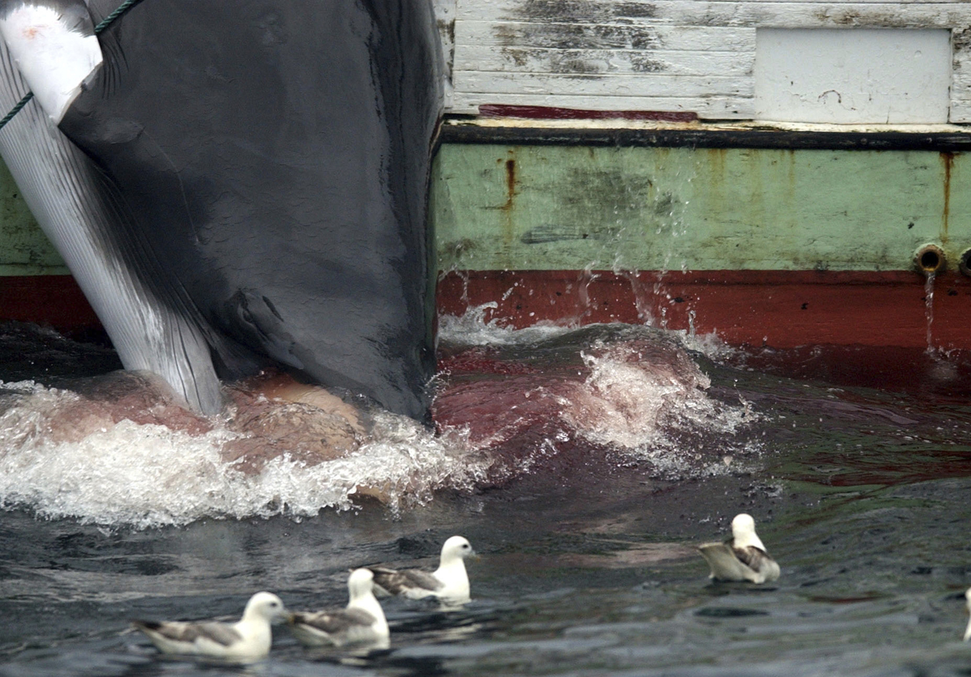 För andra året i rad blir det ingen valjakt på Island. Arkivbild. Foto: Adam Butler/AP/TT