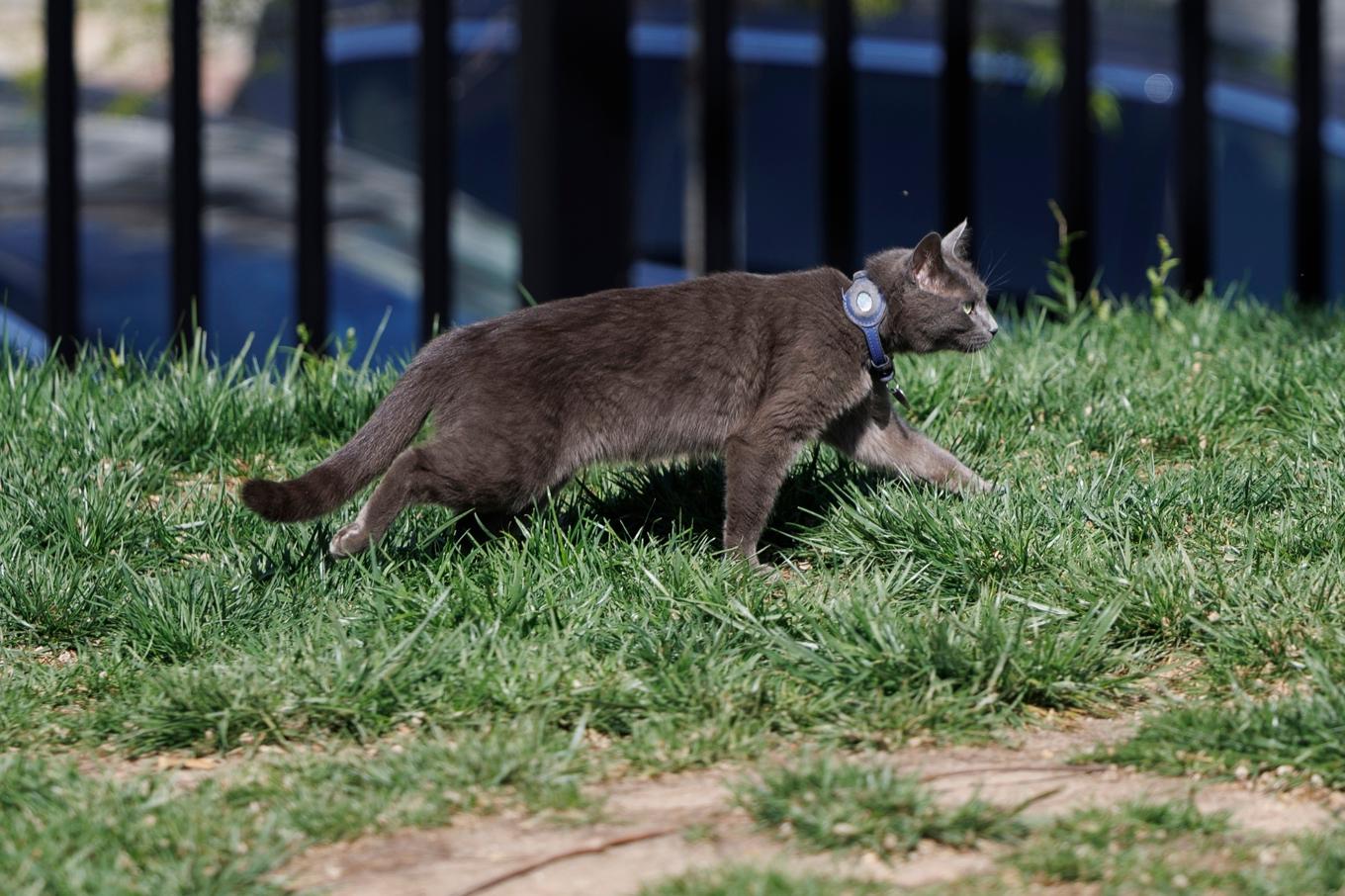 Katten Sophie på strövtåg på gräsmattan framför Vita huset. Foto: Tom Brenner/AP/TT