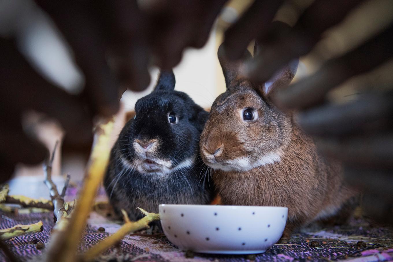 Tiffany och Brandy hade tur. De blev omhändertagna och ska snart få ett nytt hem. Foto: Viktoria Bank/TT