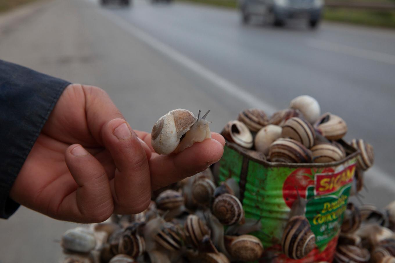 Sniglar till salu vid vägkanten i Sousse, Tunisien. Foto: Ons Abid/AP/TT