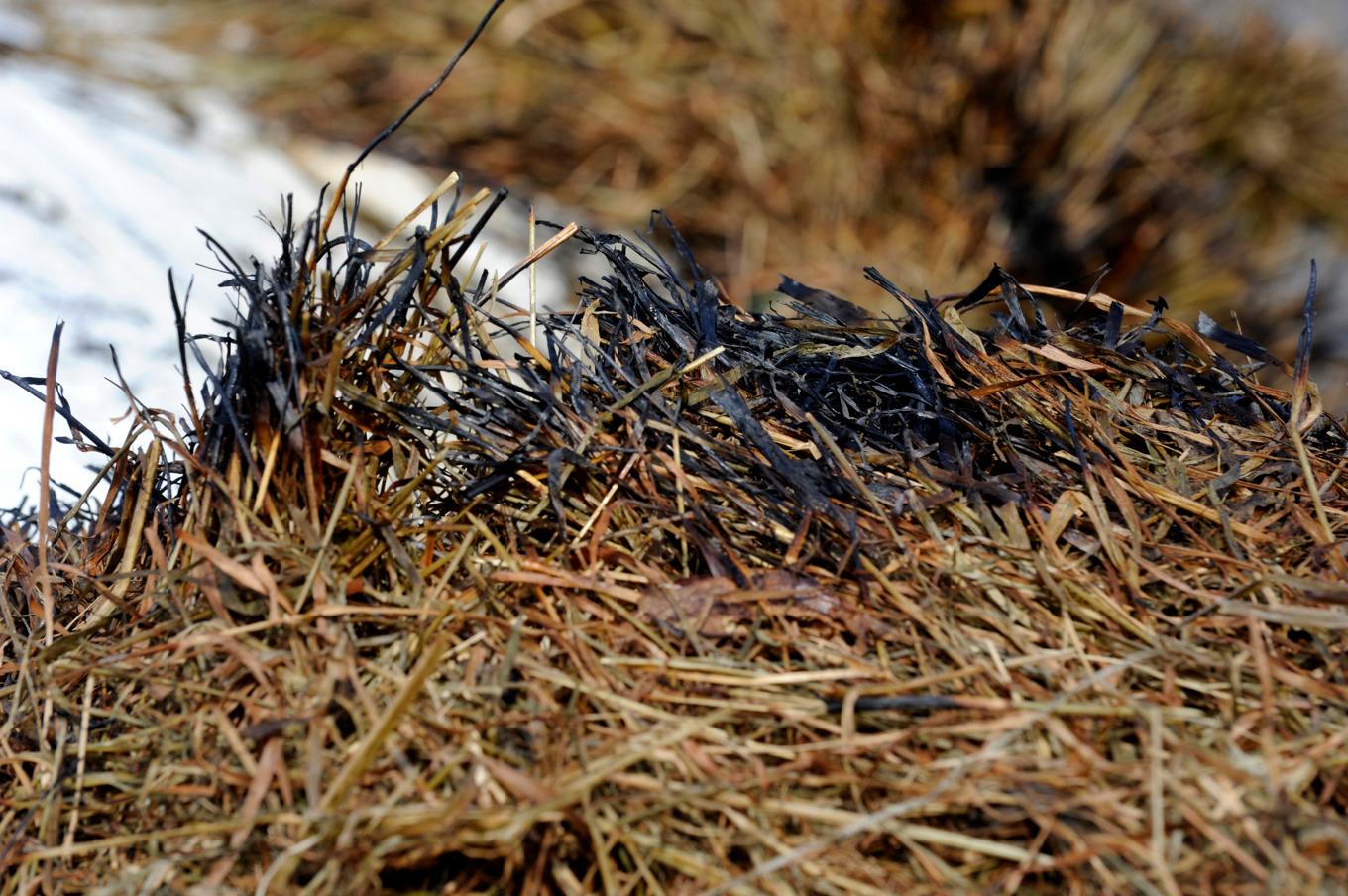 Det är stor risk för gräsbrand i norra Sverige. Arkivbild. Foto: Pontus Lundahl/TT