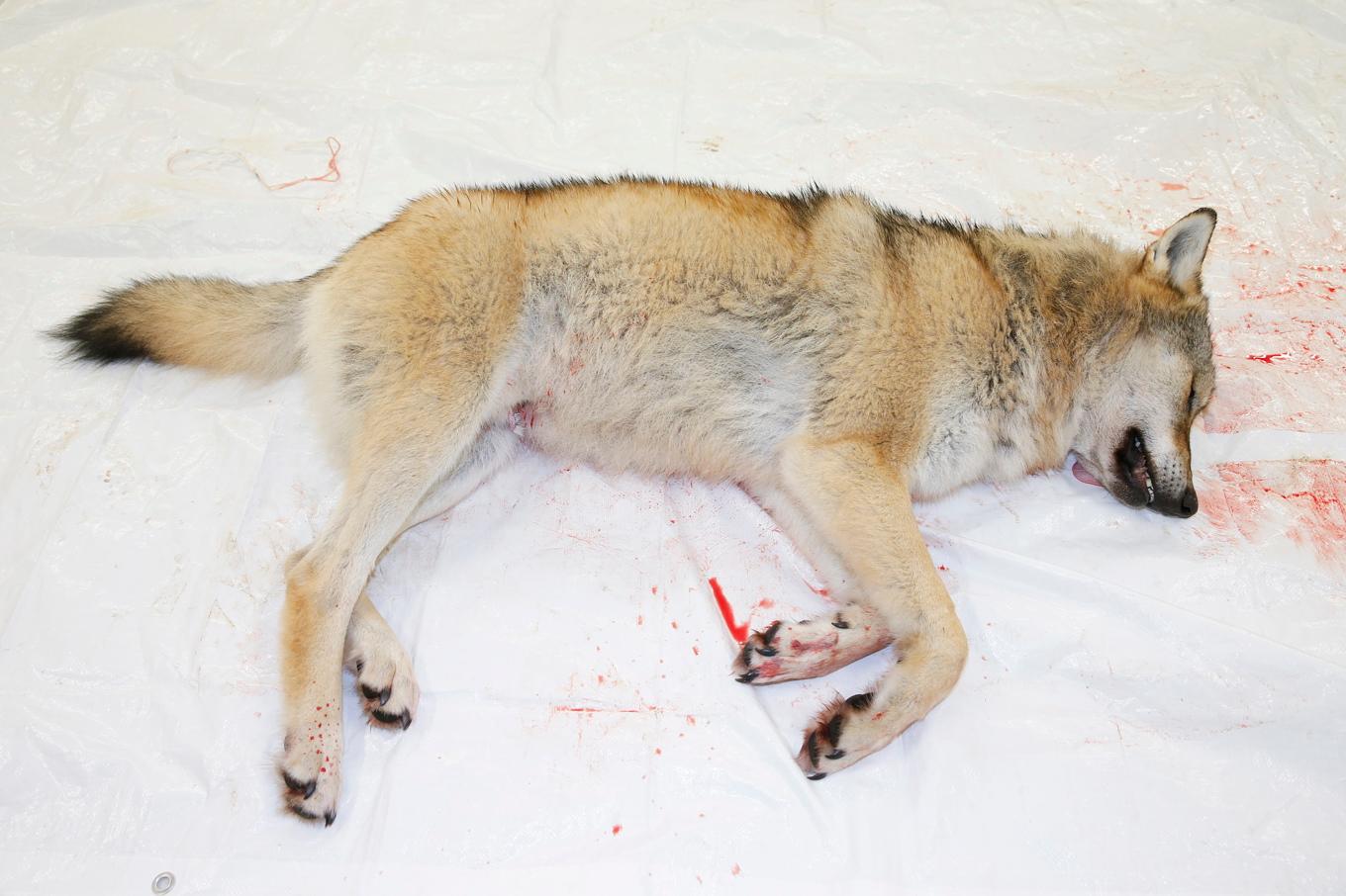 Jägarna har bland annat skjutit tre vargar illegalt. Bilden är tagen i ett annat sammanhang. Foto: Terje Pedersen/NTB/TT