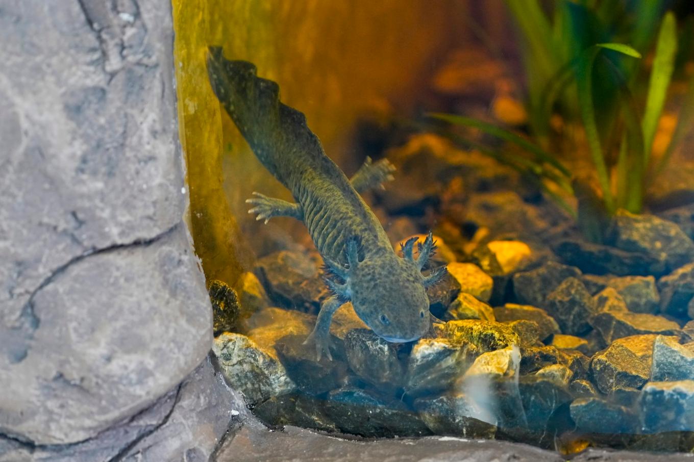 I det vilda är axolotlen akut utrotningshotad. Arkivbild. Foto: Marco Ugarte/AP/TT