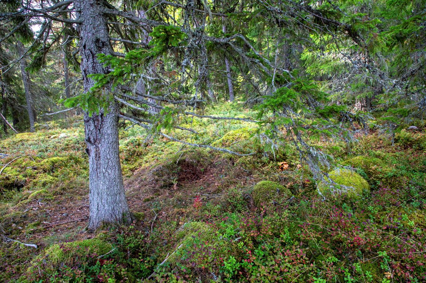 Det finns allt färre naturskogar. Här en i Hallstavik. Arkivbild. Foto: Martina Holmberg / TT