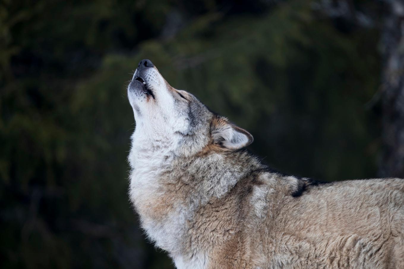 En varg i naturparken Langedrag i Norge. Arkivfoto. Foto: Heiko Junge/NTB scanpix/TT