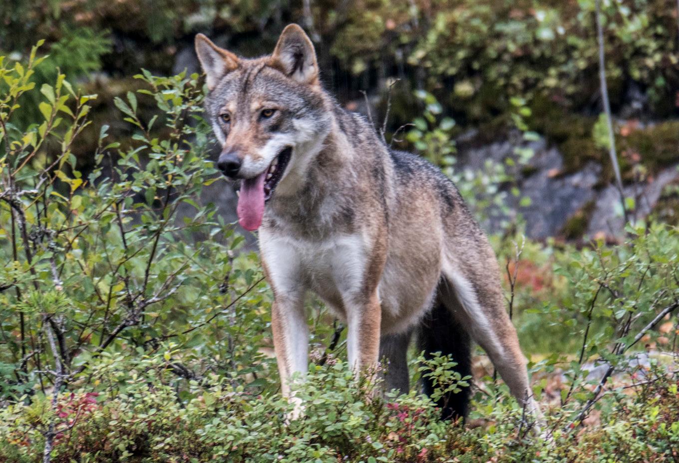 En varg i djurparken Bjørneparken i Flå i Norge. Arkivbild. Foto: Paul Kleiven/NTB/TT