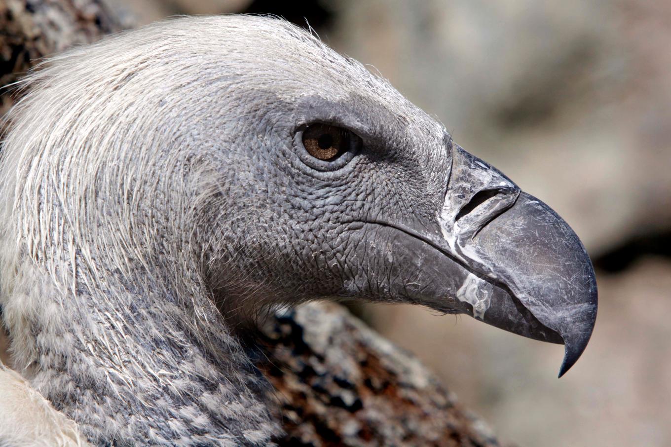 Mer än hundra gamar har dött efter att de förgiftats av ett elefantkadaver. Arkivbild. Foto: Denis Farrell/AP/TT