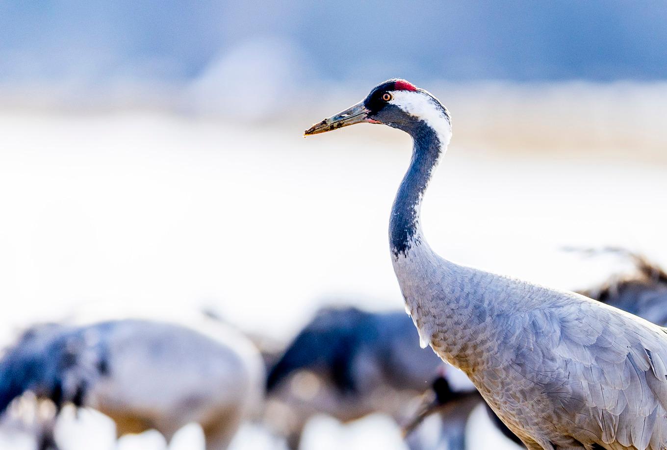Lady B ringmärktes för snart 28 år sedan i Västergötland. Detta är dock en annan trana. Arkivbild. Foto: Adam Ihse/TT