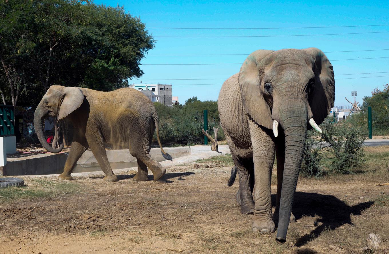 Elefanter i Karachi Safari Park i Pakistan. Arkivbild från i december. Foto: Fareed Khan/AP/TT