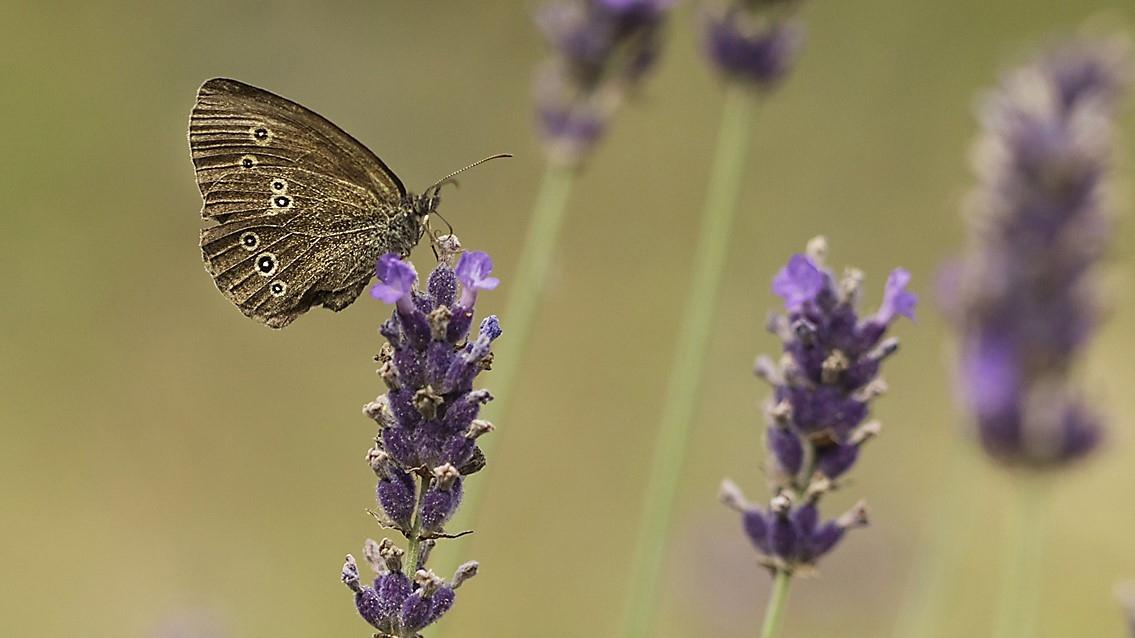 Under ”Biologiska mångfaldens dag” uppmärksammas vikten av att behålla naturens artrikedom. Olika naturaktiviteter arrangeras på flera platser i Sverige. Foto: Erik Hansson