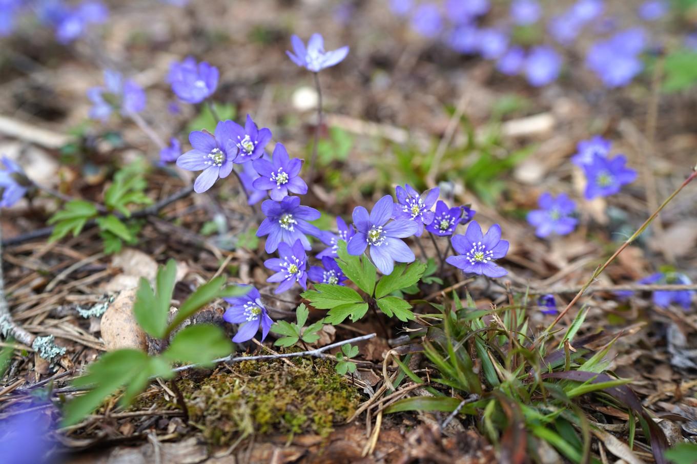 Utifrån noggranna anteckningar från Linnés exkursioner vet man var de gick, vad de hittade och vad Linné berättade. Foto: Eva Sagerfors