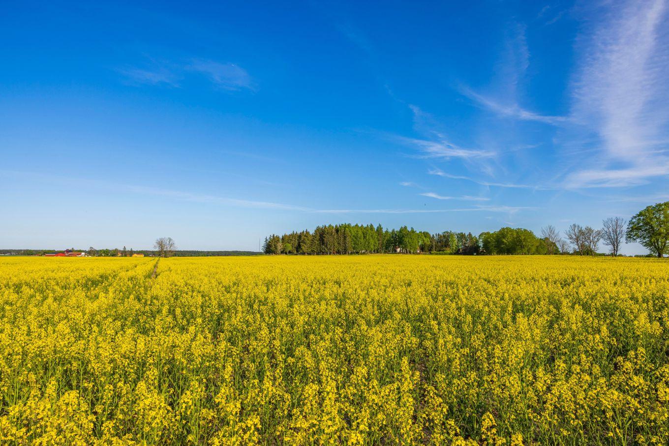 På väg mot Lund ser jag ut genom tågfönstret, känner naturens lugnande inverkan – trots 180 km/tim – och låter krönikan flöda fram. Foto: Shutterstock