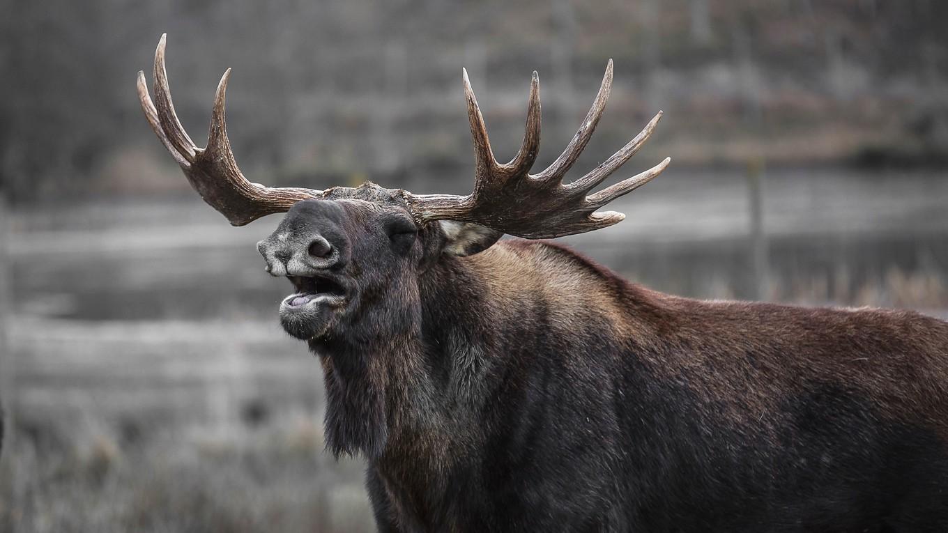 Älgtjur gör sin stämma hörd. Hornen fälls i januari, men i slutet av sommaren har de växt ut igen. Den så kallade basthuden gnids av mot träd och grenar. Foto: Public Domain