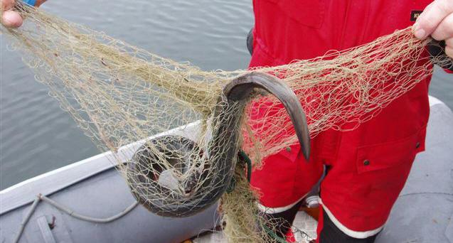 En fiskare i Sölvesborg riskerar åtal för att ha fiskat för mycket ål. Foto: Kustbevakning