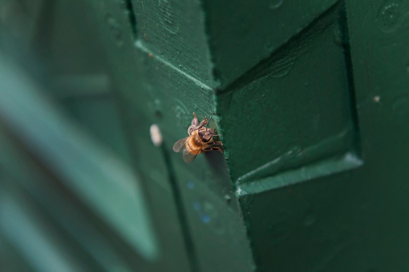 250 miljoner bin släpptes lös i samband med en lastbilsolycka i USA. Arkivbild. Foto: Stina Stjernkvist/TT