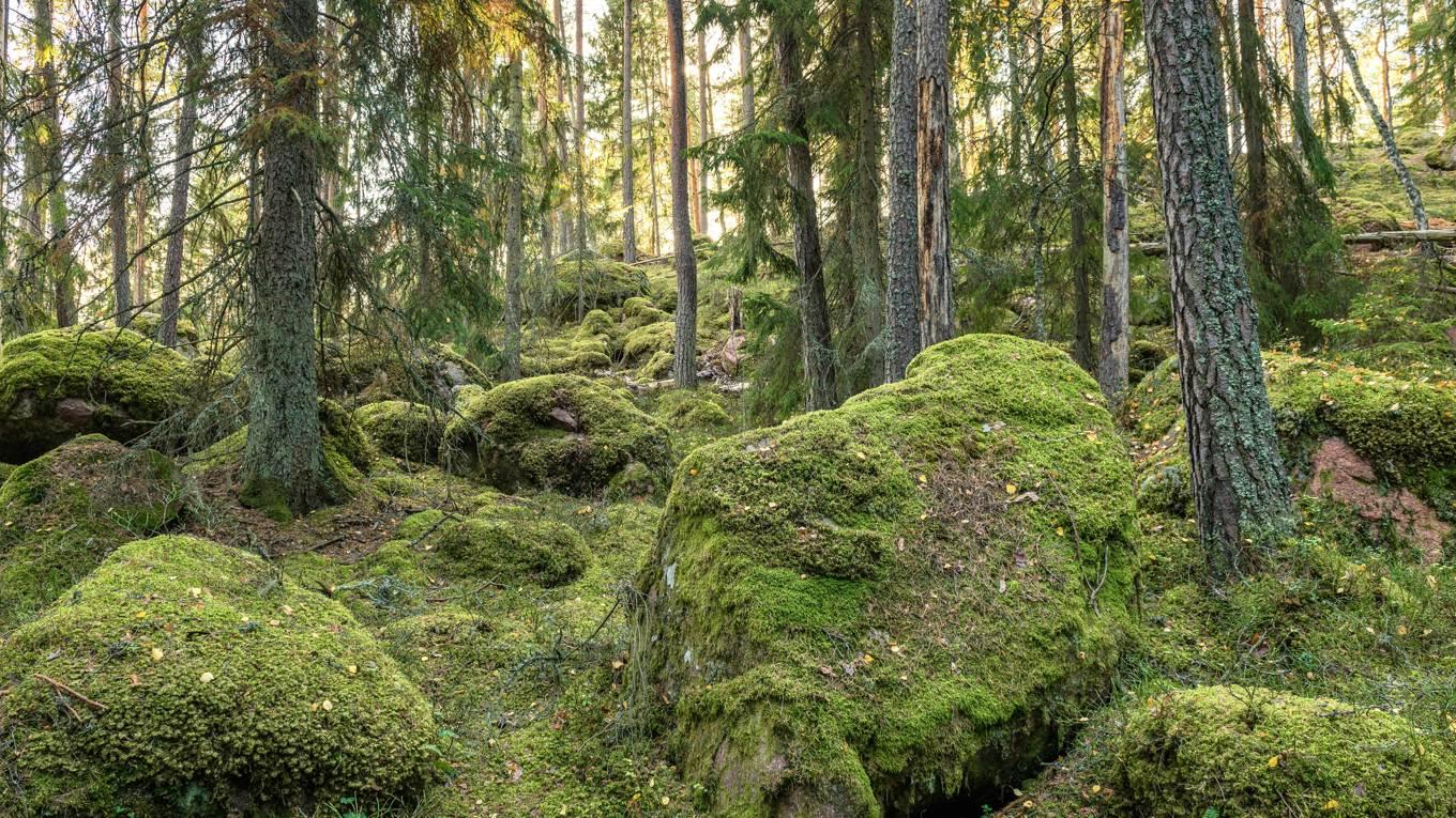 Svenskt naturskydd fortsätter att breda ut sig. Foto: Shutterstock