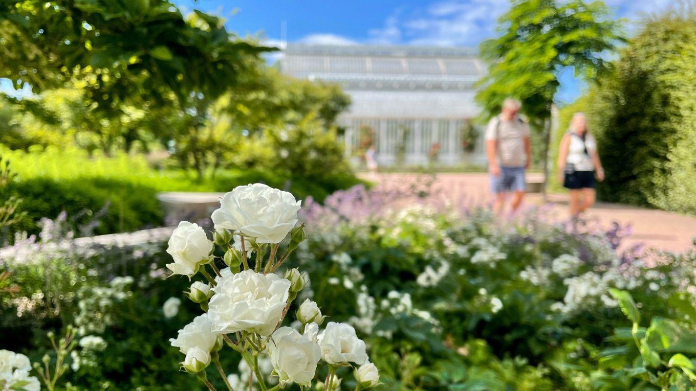 Göteborgs Rosarium invigdes 1987, med prästen Göte Haglund som en av initiativtagarna. Med sina tusentals olika sorters rosor är det Europas näst största rosarie. Foto: Göteborgs Stad