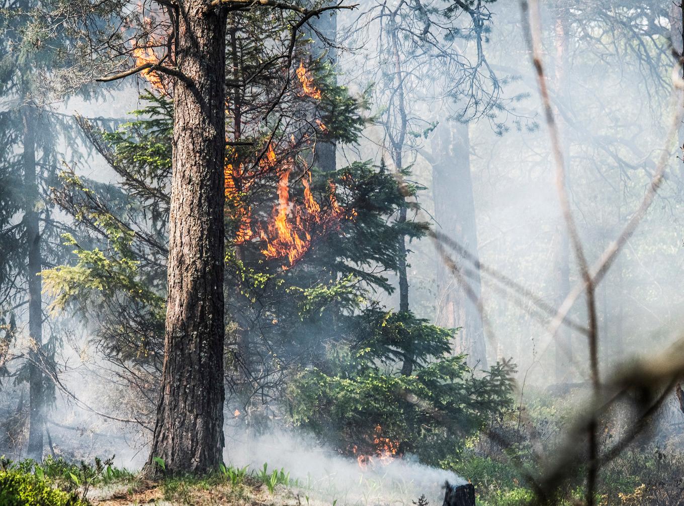 Det är stor risk för skogsbränder i mellersta delarna av landet under söndagen. Arkivbild. Foto: Tomas Oneborg/SvD/TT