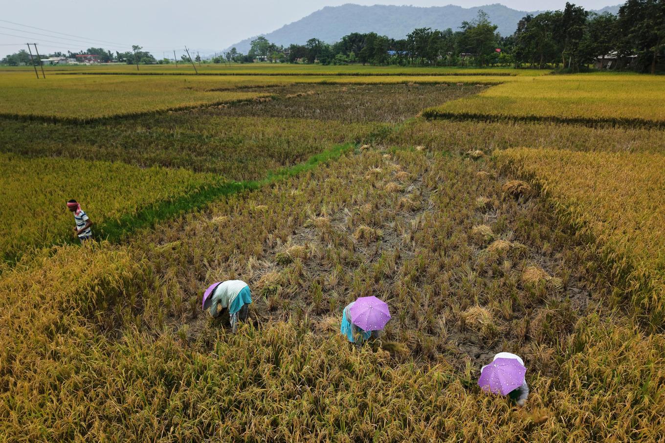 De flesta av världens länder är beroende av import för att föda sin befolkning, enligt en ny studie. Risodling i Gawahati i Inden. Foto: Anupam Nath/AP/TT
