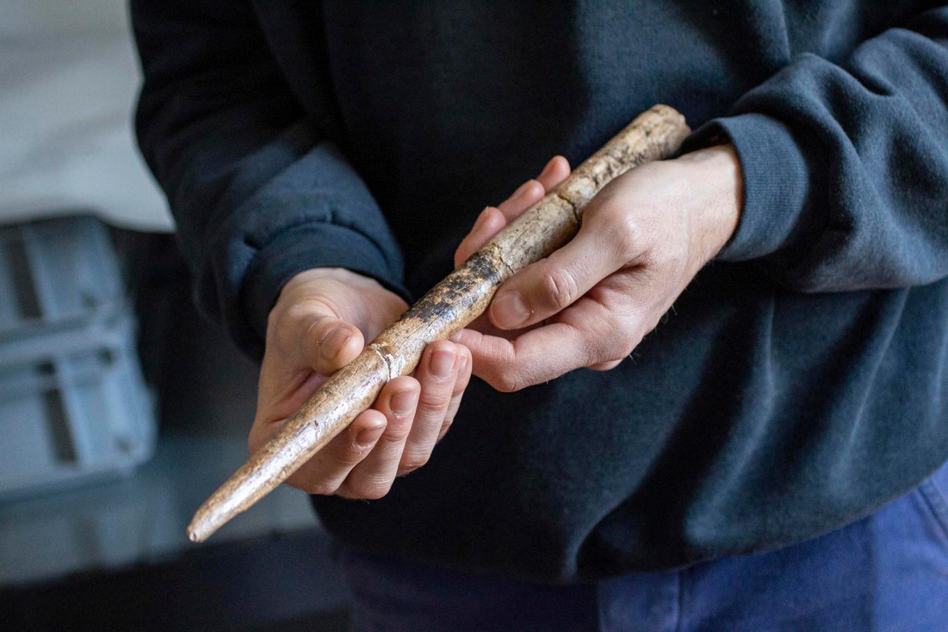 En projektil tillverkad av ben från gråval hittad i regionen Landes i  Frankrike.  Redskapet är daterat till mellan 18 000 och 17 500 år sedan. Foto: Alexandre Lefebvre/Universitat Autonoma de Barcelona/TT
