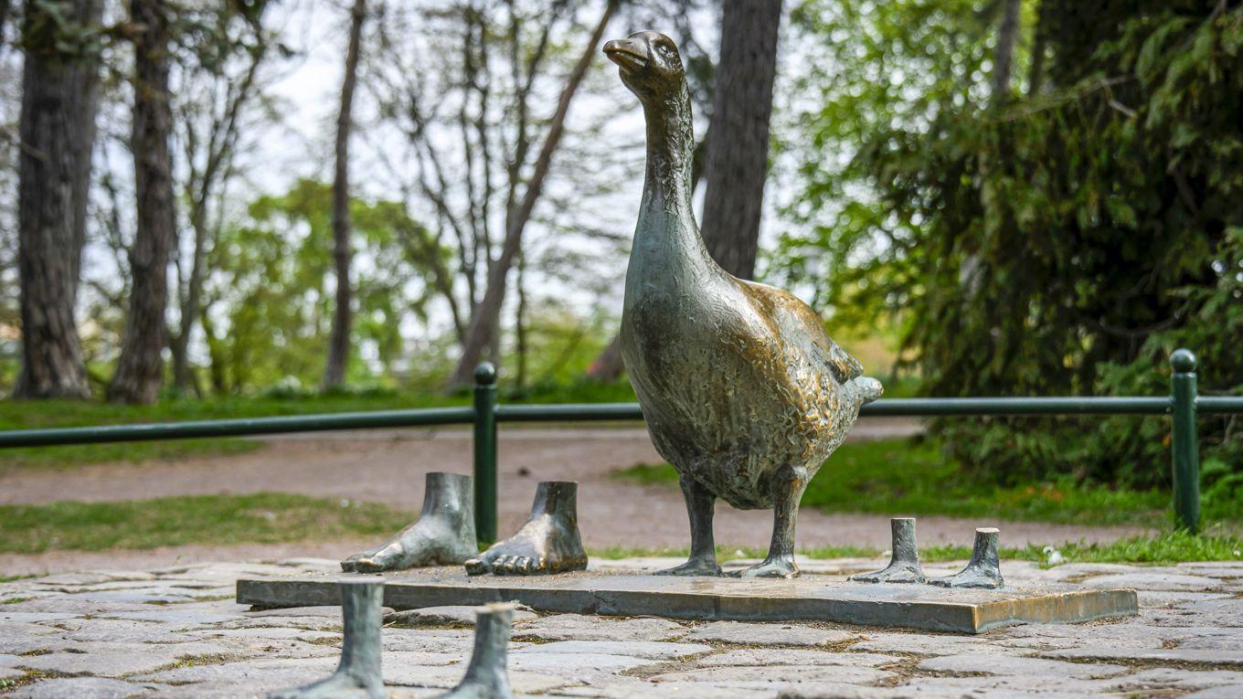 Nu har en av de försvunna gässen som stals från slottsparken i Malmö hittats i Hamburg. Foto: Johan Nilsson/TT