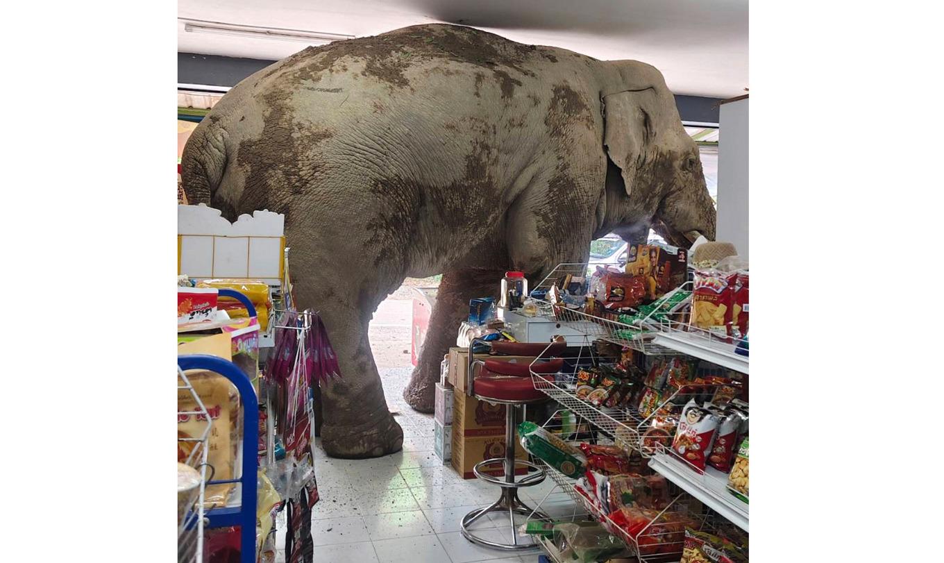 Elefanten Plai Biang Lek bröt sig in i en thailändsk butik. Foto: Kanokporn Sriboon/AP/TT