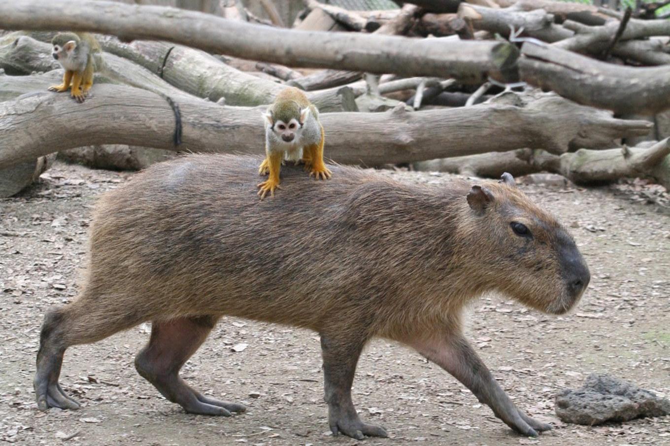 En annan kapybara i en djurpark i Japan. Arkivbild. Foto: Tobu Zoo/HO via AP/TT