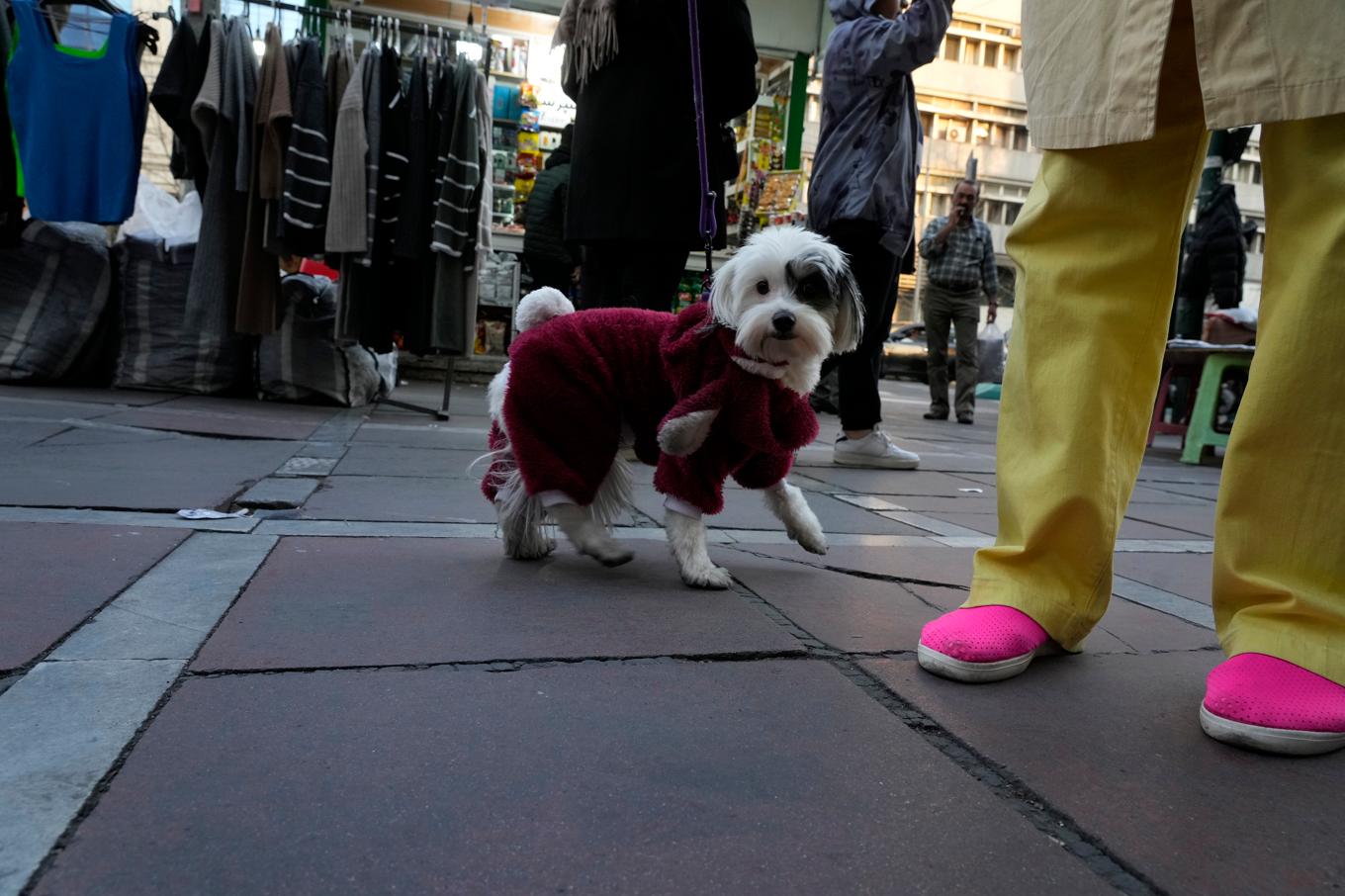 En hund vars iranska husse eller matte trotsar reglerna genom att ta med husdjuret på promenad i huvudstaden Teheran. Bild från 2024. Foto: Vahid Salemi/AP/TT