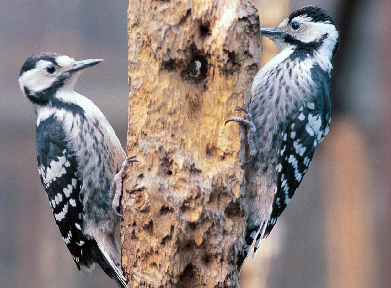 Den akut hotade vitryggiga hackspetten har ökat i antal efter ett flera år långt åtgärdsprogram. Arkivbild. Foto: Christer Larsson/Nordens Ark