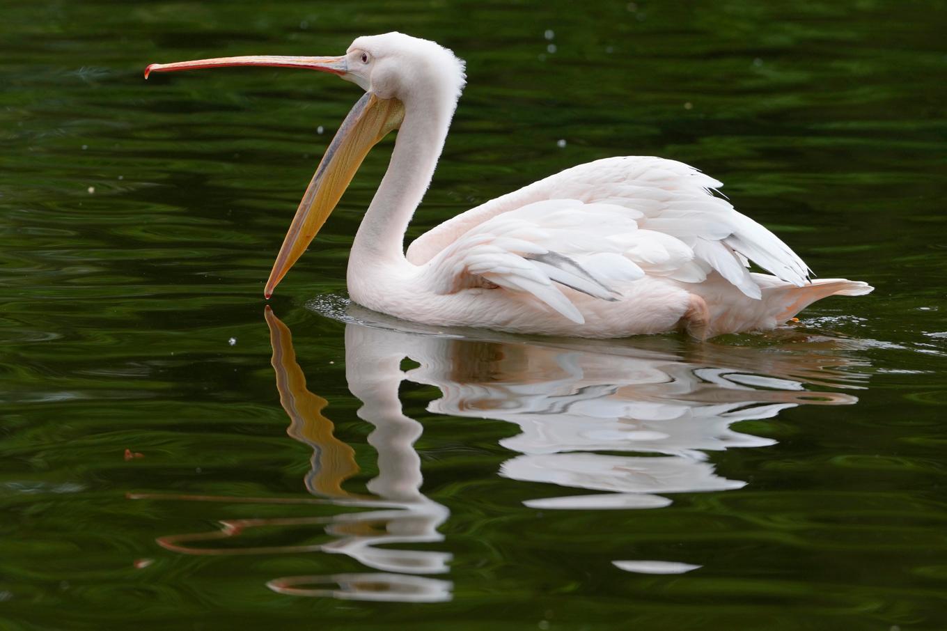 Två pelikaner rymde från Odense zoo. Pelikanen på bilden är dock inte en av de två rymlingarna. Arkivbild. Foto: Kirsty Wigglesworth/AP/TT