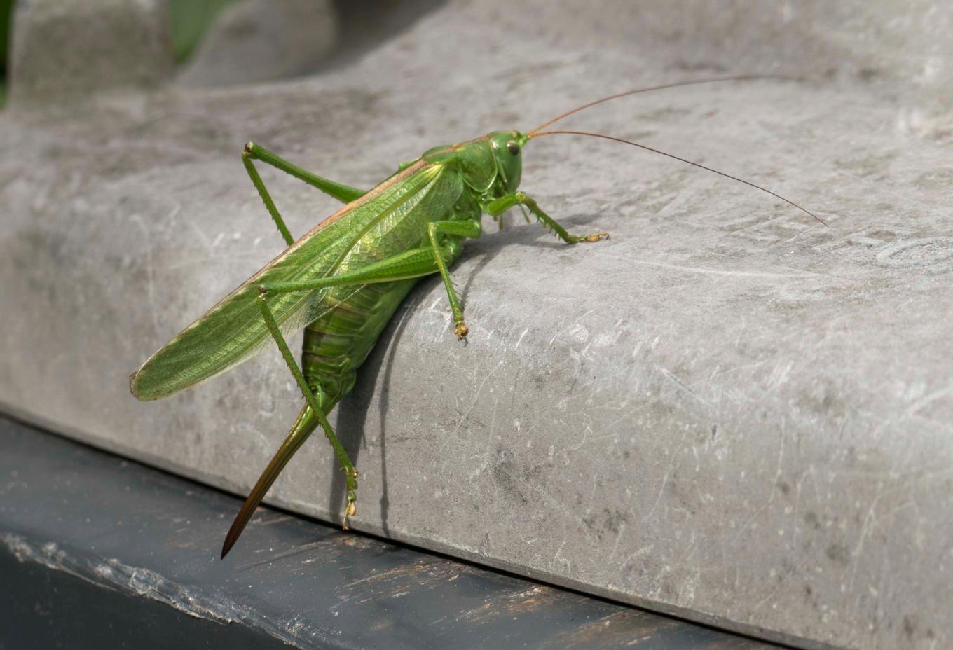 På bilden syns en vårtbitare. Det är oklart om det var en vårtbitare eller en gräshoppa i bilen. Arkivbild. Foto: Leif Blom/TT