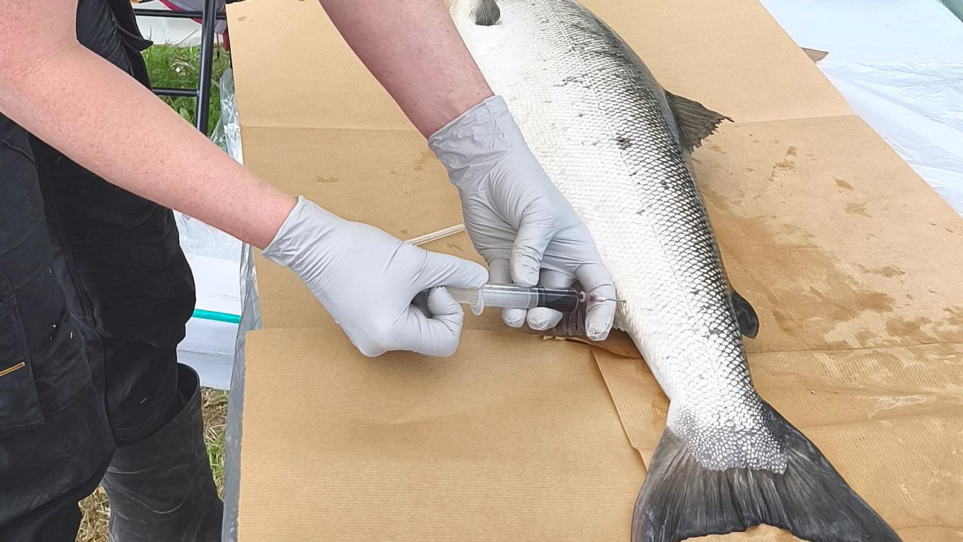 SVA uppmanar sportfiskare att rapportera in alla sjukdomar och skador på fisk på webbplatsen Rapportera fisk. Foto: SVA